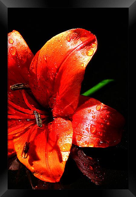 Red lilly Framed Print by Doug McRae