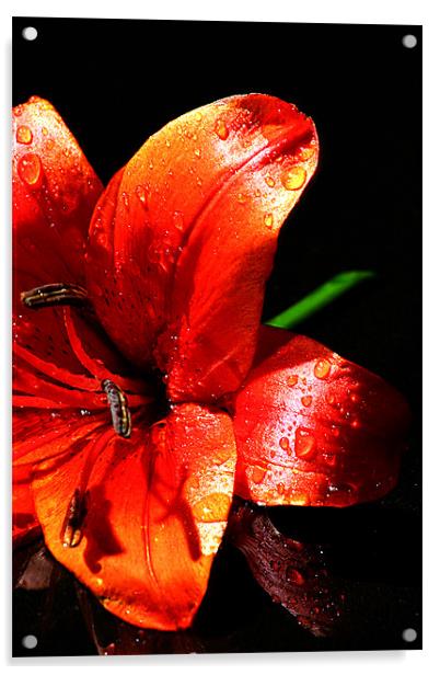 Red lilly Acrylic by Doug McRae