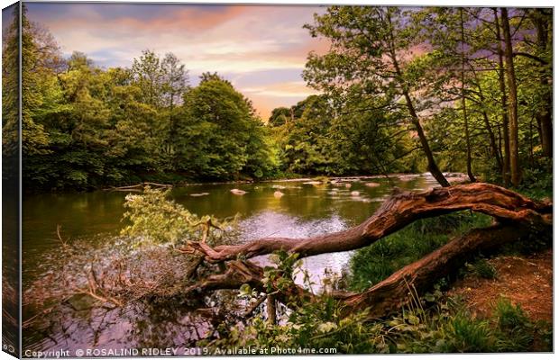 "Fallen tree at the river" Canvas Print by ROS RIDLEY