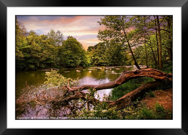 "Fallen tree at the river" Framed Mounted Print by ROS RIDLEY