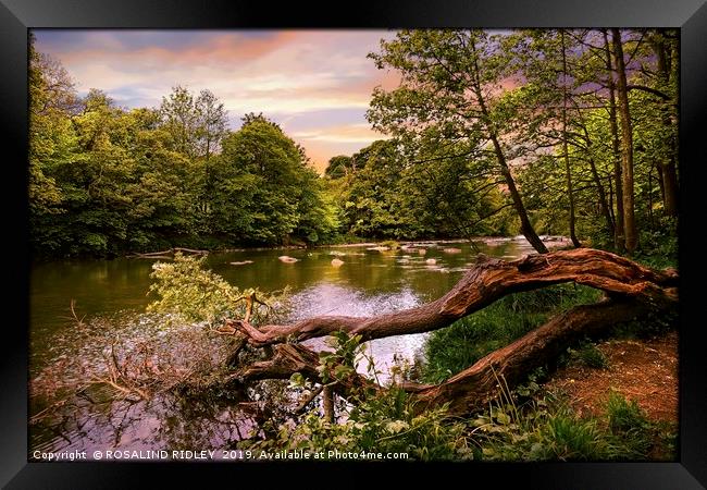 "Fallen tree at the river" Framed Print by ROS RIDLEY