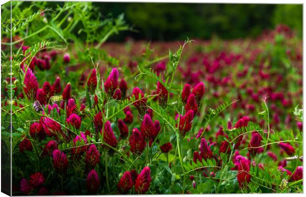 Field of flowering crimson clovers (Trifolium inca Canvas Print by Sergey Fedoskin