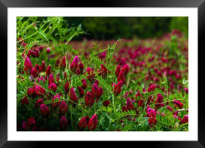 Field of flowering crimson clovers (Trifolium inca Framed Mounted Print by Sergey Fedoskin
