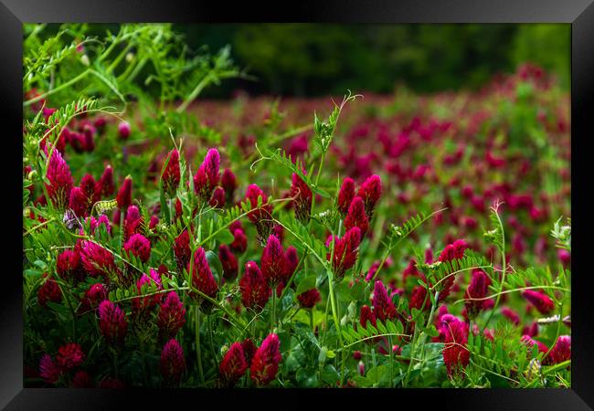 Field of flowering crimson clovers (Trifolium inca Framed Print by Sergey Fedoskin