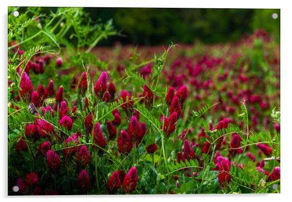 Field of flowering crimson clovers (Trifolium inca Acrylic by Sergey Fedoskin