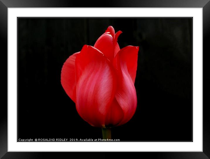 "Red Satin" Framed Mounted Print by ROS RIDLEY