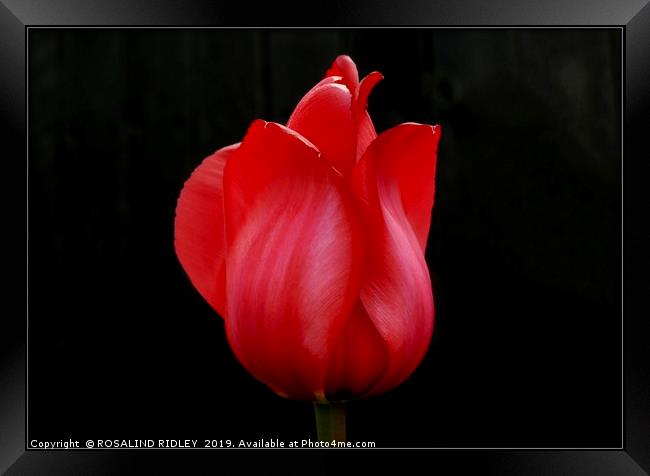 "Red Satin" Framed Print by ROS RIDLEY