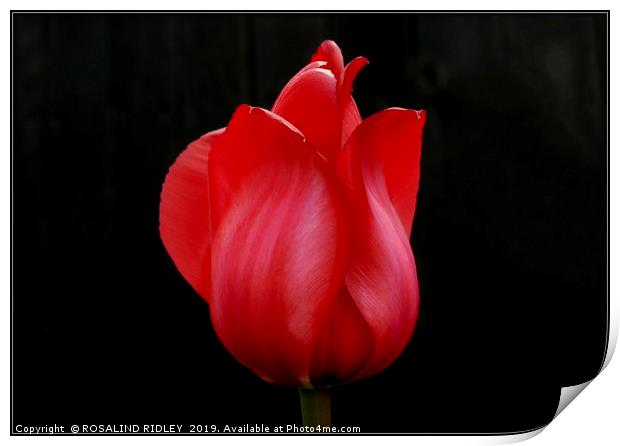 "Red Satin" Print by ROS RIDLEY