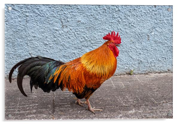 Cock Of The Pueblo Acrylic by LensLight Traveler