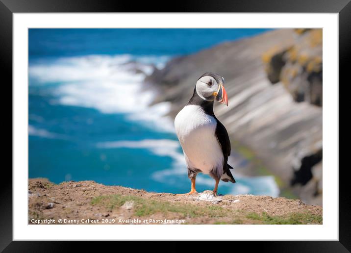 Puffin Framed Mounted Print by Danny Callcut