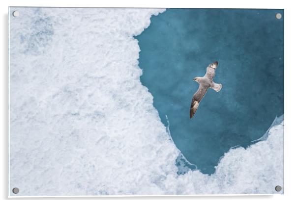A Parasitic jaeger - Arctic Skua. Acrylic by RUBEN RAMOS