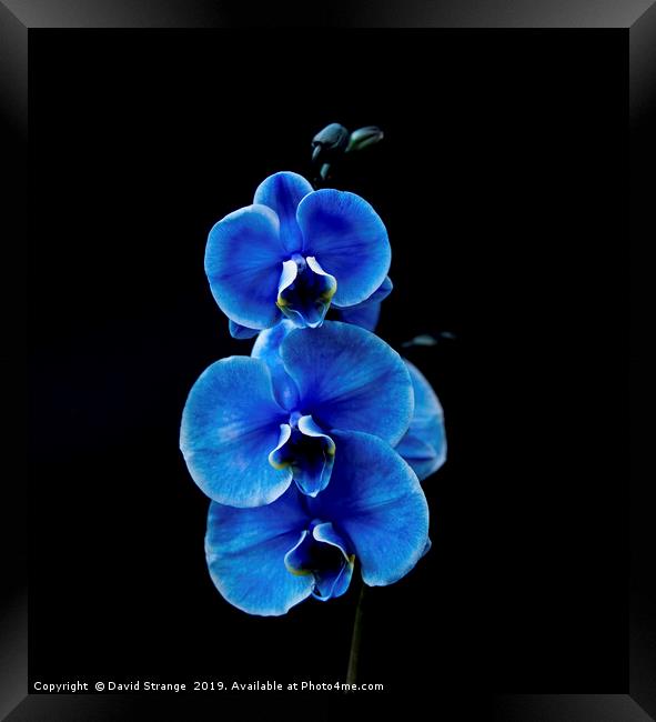 Blue Orchid Framed Print by David Strange