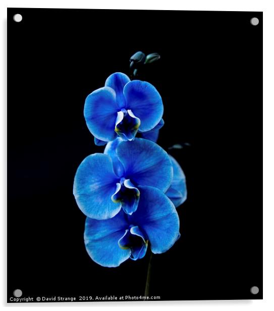 Blue Orchid Acrylic by David Strange