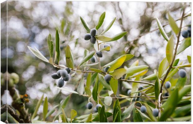 Black Olives in Olive Tree, Canvas Print by Paulo Sousa