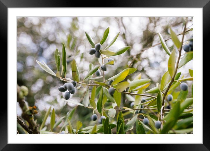 Black Olives in Olive Tree, Framed Mounted Print by Paulo Sousa