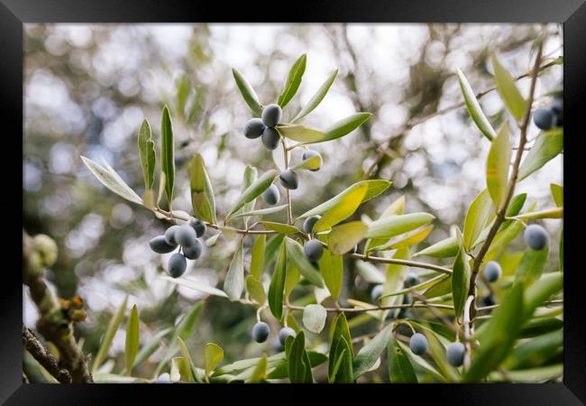 Black Olives in Olive Tree, Framed Print by Paulo Sousa