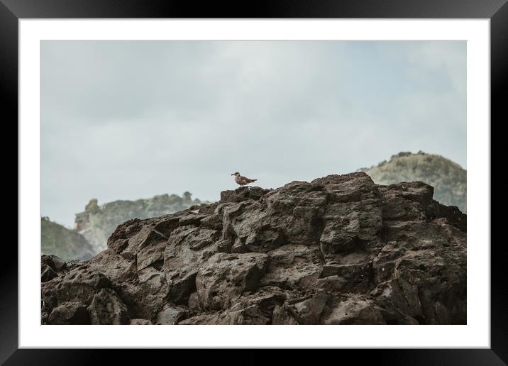 Seagull on the rocks Framed Mounted Print by Paulo Sousa