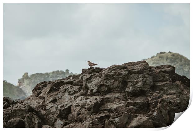 Seagull on the rocks Print by Paulo Sousa