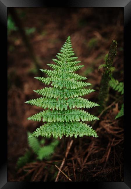 Fern Leave Framed Print by Paulo Sousa