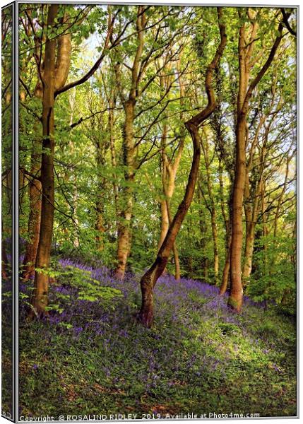 "The Bluebell wood" Canvas Print by ROS RIDLEY