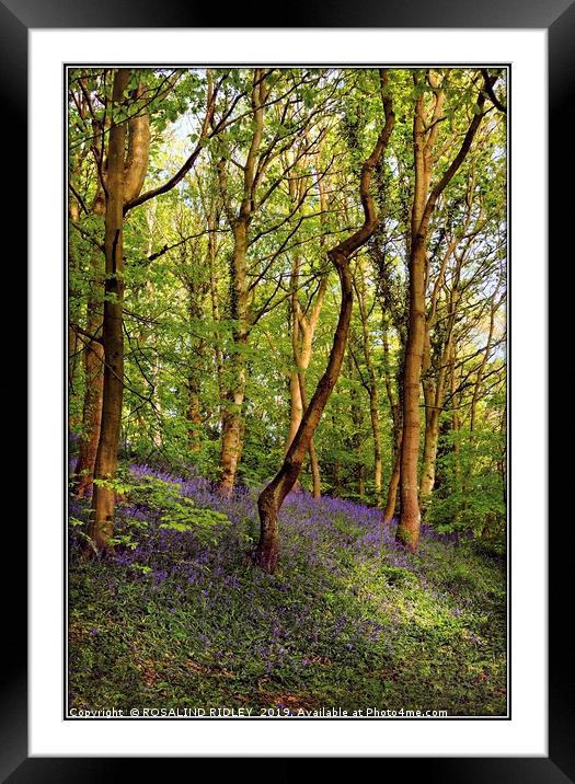 "The Bluebell wood" Framed Mounted Print by ROS RIDLEY