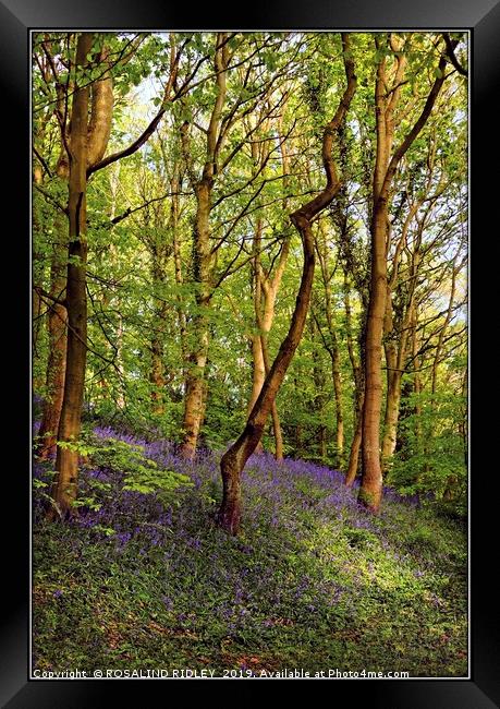 "The Bluebell wood" Framed Print by ROS RIDLEY