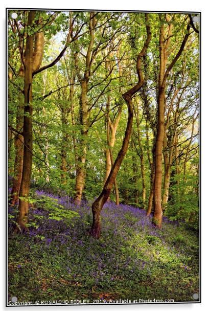 "The Bluebell wood" Acrylic by ROS RIDLEY