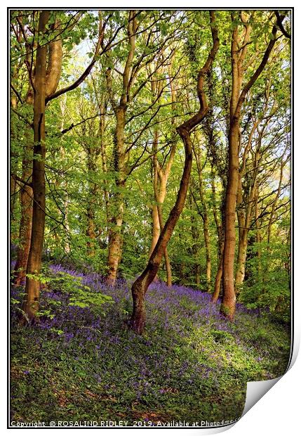"The Bluebell wood" Print by ROS RIDLEY