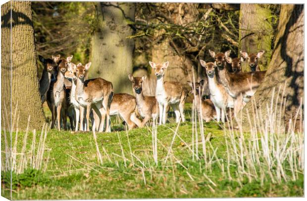 Fallow Deer (Dama dama) in woods of Holkham park Canvas Print by Andrew Michael