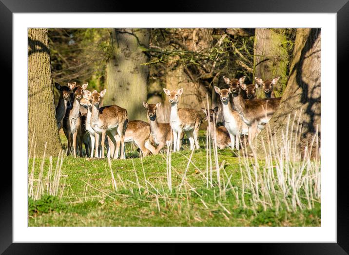 Fallow Deer (Dama dama) in woods of Holkham park Framed Mounted Print by Andrew Michael
