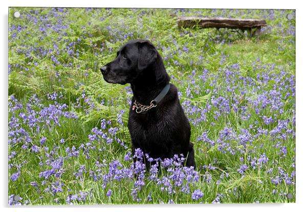 Black dog in bluebells Acrylic by Gail Johnson