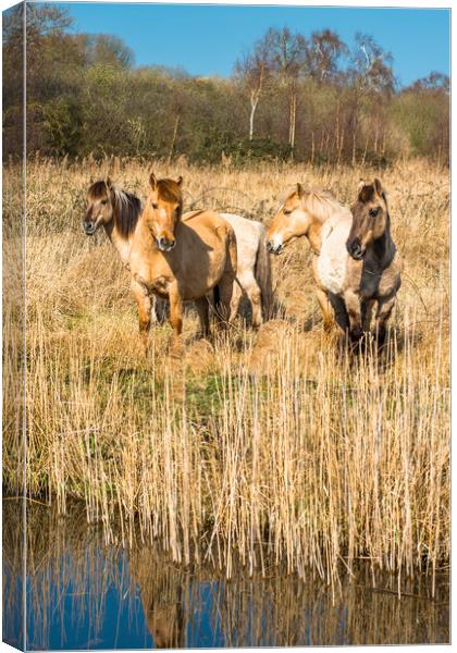 Wild Konik ponies on Wicken Fen Canvas Print by Andrew Michael