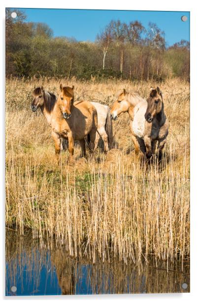 Wild Konik ponies on Wicken Fen Acrylic by Andrew Michael