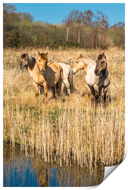 Wild Konik ponies on Wicken Fen Print by Andrew Michael