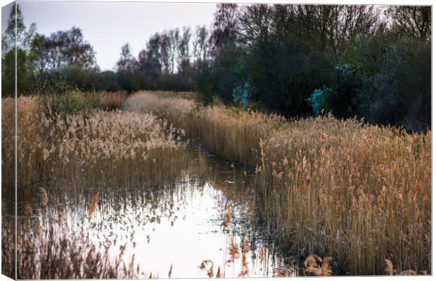 Reed beds at Wicken Fen  Canvas Print by Andrew Michael