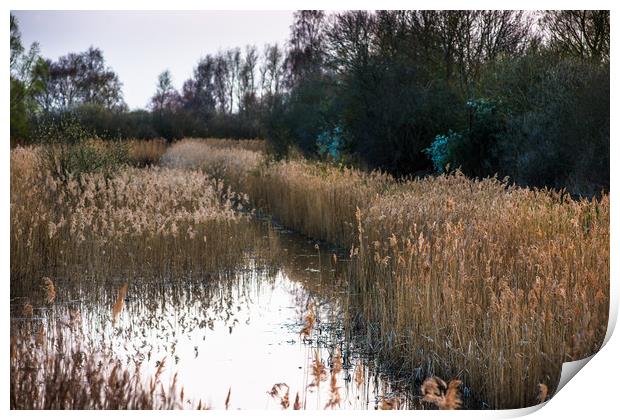 Reed beds at Wicken Fen  Print by Andrew Michael