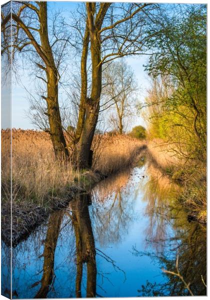 Wicken Fen scenic landscape in late evening light Canvas Print by Andrew Michael