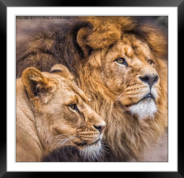 Pride Framed Mounted Print by Sylvia White
