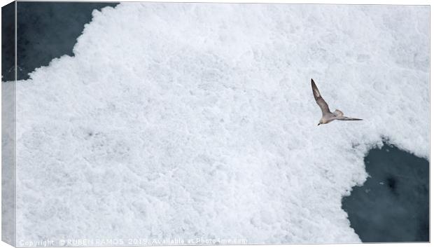 A Parasitic jaeger - Arctic Skua flying over ice. Canvas Print by RUBEN RAMOS