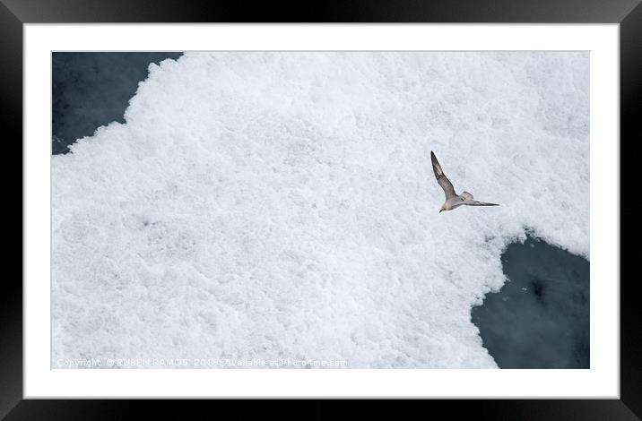 A Parasitic jaeger - Arctic Skua flying over ice. Framed Mounted Print by RUBEN RAMOS