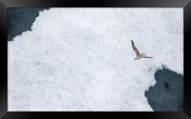 A Parasitic jaeger - Arctic Skua flying over ice. Framed Print by RUBEN RAMOS