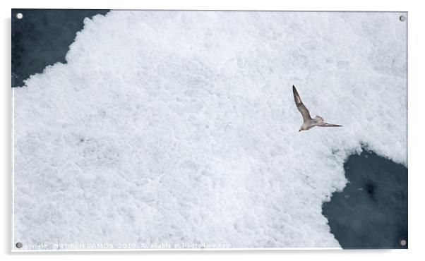 A Parasitic jaeger - Arctic Skua flying over ice. Acrylic by RUBEN RAMOS