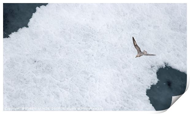 A Parasitic jaeger - Arctic Skua flying over ice. Print by RUBEN RAMOS