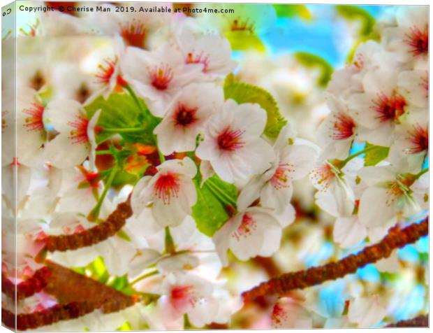 Macro HD flowering cherry blossom tree   Canvas Print by Cherise Man