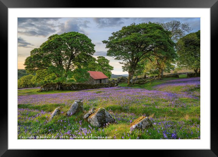 Rocks and Bluebells (Emsworthy Mire)  Framed Mounted Print by Andrew Ray