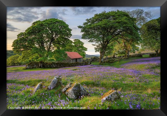 Rocks and Bluebells (Emsworthy Mire)  Framed Print by Andrew Ray