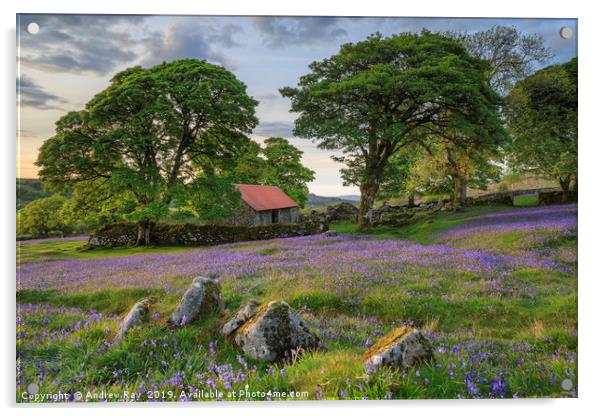 Rocks and Bluebells (Emsworthy Mire)  Acrylic by Andrew Ray