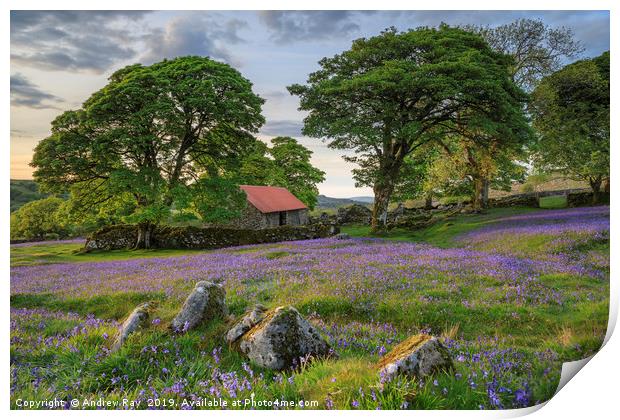 Rocks and Bluebells (Emsworthy Mire)  Print by Andrew Ray