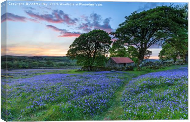 Bluebells at sunset (Emsworthy Mire)  Canvas Print by Andrew Ray