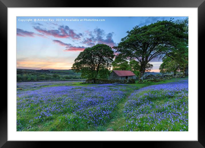 Bluebells at sunset (Emsworthy Mire)  Framed Mounted Print by Andrew Ray
